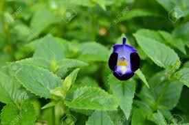 Image result for Linderniaceae