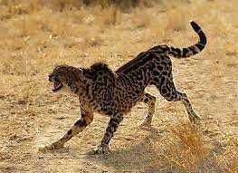 The King Cheetah Amazing Facts Pictures The Wildlife Animals Wild Wild Cats Big Cats