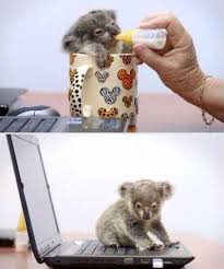 Rescued Baby Kola Bear Cute Baby Animals Baby Animals Baby Koala