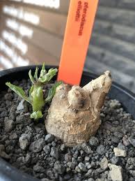 Image result for Pterodiscus elliottii