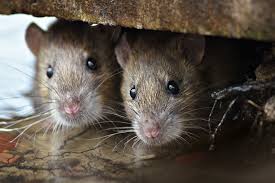 For more information and source, see on this link : 9 Cara Halau Tikus Dari Rumah Anda Sendirian Berhad