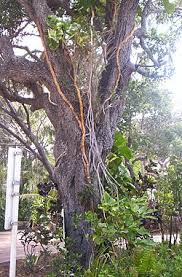 Image result for Ficus obliqua
