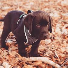 Although golden labrador is the most popular name for this designer dog breed, they are also sometimes referred to as a goldador or a goldador retriever. Labrador Retriever Puppies For Sale Near Me Home Facebook