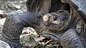Back From The Abyss These Are The Animal Species That Resurfaced In 2019 After They Were Feared Lost Abc News