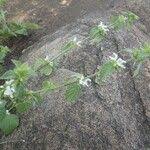 Image result for Leucas glabrata