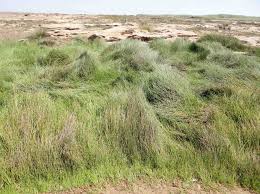 Image result for Danthoniopsis dinteri