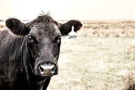 Black And White Cow Name Personalized Western Cattle Art Add Name Or Cattle Brand To Etsy Cow Canvas Cattle Brands Cow Pictures