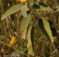 Image result for Melhania acuminata