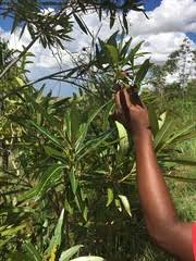 Image result for Breonadia salicina