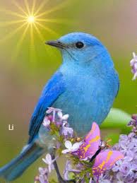 Bird Bird Bird Is The Word Gif Https Encrypted Tbn0 Gstatic Com Images Q Tbn 3aand9gctsm9s Xo3elh1wzz5m47crri2wsiq6kwhu7w Usqp Cau