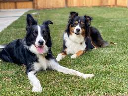 Aussies are smart, high energy, and require regular intense exercise. The Border Collie Australian Shepherd Mix A Smart Energetic Herding Breed Petvr Com