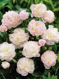 White peony plants near me. Peony Shirley Temple Bluestone Perennials