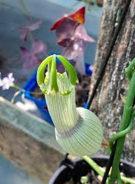 Image result for Ceropegia racemosa