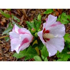 Check spelling or type a new query. Hibiscus Syriacus Red Heart Altheas Mauves En Arbre