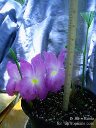 Image result for Siphonochilus
