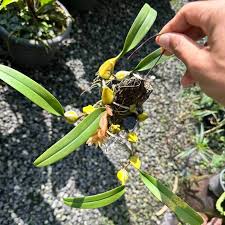 Image result for Bulbophyllum sandersonii