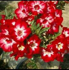 Kamboja bukan hanya bunga duka rynari sumber rynari.wordpress.com. Jual Bibit Bunga Kamboja Jepang Merah Motif Putih Di Lapak Galeri Bibit Nada Bukalapak