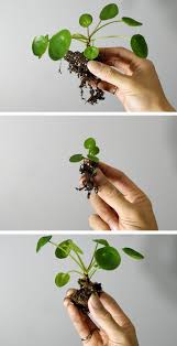 Check spelling or type a new query. Pilea Peperomioides Separating Pups Darryl Cheng On Patreon Chinese Money Plant Pilea Plant Pilea Peperomioides