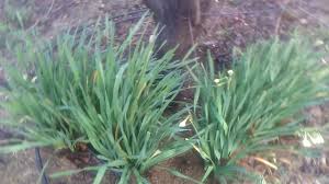 Yabani Nergis Cicegi Sumbul Cicegi Peygamber Cicegi Hakkinda Bilgiler Ne Bilgi Doga