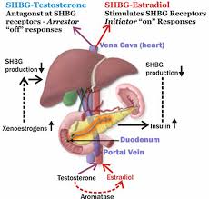 Shbg Sex Hormone Binding Globulin Levels Causes Of High Or