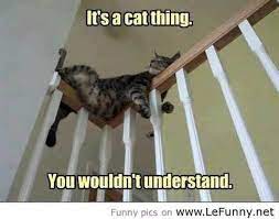Funny Stuff Animals Funny Pictures Cats And Dogs Doing Funny Things 30 Cat Sleeping Positions Cats Cat Sleeping