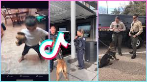 Maybe you would like to learn more about one of these? Can I Pet That Dog Tiktok Original Little Boy Compilation Youtube