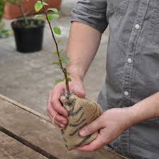 We did not find results for: Crab Apple Tree Sapling Gift Send The Tree Of Love