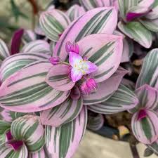 Image result for Tradescantia