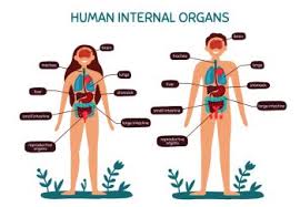 Illustration of an obese woman s internal organs stock photo. Image Details Ist 24582 01534 Human Anatomy Organs Man Woman Girl Boy And Newborn Baby With Internal Organs Location Vector Illustrations Internal Organs Medical Infographic Female And Male Human Body Structure Human Anatomy