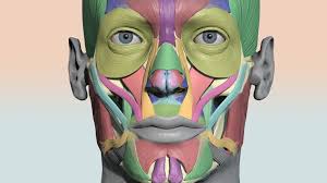 Colourcoded Head Muscle Chart 3d Model By Anatomy Next