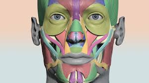 colourcoded head muscle chart 3d model by anatomy next