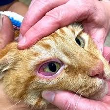 The eye is a dynamic organ that continually changes the measure of light it lets in and concentrates on. Conjunctivitis In Cats Pdsa