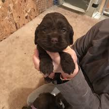 Microchipped, legally docked, kc registered and vet checked. American Cocker Spaniel Puppies For Sale Washburn Nd 291791