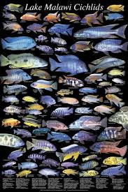 Books Posters Daytona Aquarium Cichlid Express