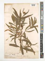 Image result for Pascalia glauca