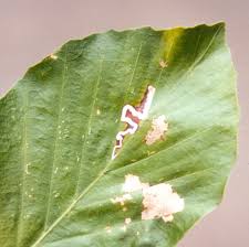 Image result for Stigmella ulmariae