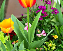 Image of Tulips in the San Antonio Botanical Garden