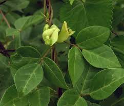Image result for Macrotyloma daltonii