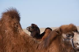 Humped bactrian camel (camelus bactrianus) is found in parts of central. Behold Mongolia S Camel Beauty Contest Npr