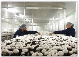 Marea britanie, norvegia sau cehia au cateva oferte de locuri de munca pentru romani. Lucrator Agricultura Cules Ciuperci In Bristol Marea Britanie Job Europa
