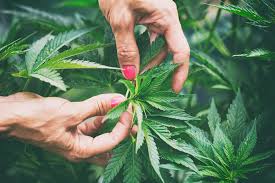 Image result for Cannabis