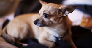Aspca Employee Donates Her Car To Animals Animals Aspca Dog Adoption