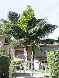 Caryota Obtusa Palmpedia Palm Grower S Guide