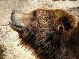 Grizzly Bear Face Side Google Search Bear Face Drawing Grizzly Bear Drawing Brown Bear