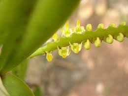 Image result for Bulbophyllum scaberulum