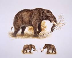 This Illustration Shows A Reconstruction Of An American Mastodon Mammut Americanum Top Below Is A Comparison Be Ancient Humans Prehistoric Animals Mastodon