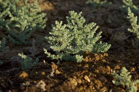 Image result for Cressa