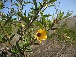 Image result for Hibiscus subreniformis