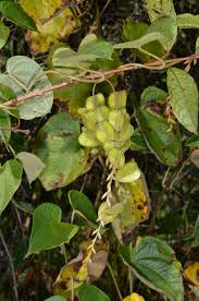 Image result for Dioscorea minutiflora