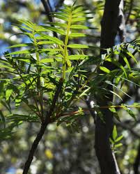 Image result for Erythrophysa